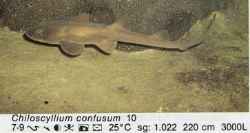 Chiloscyllium confusum